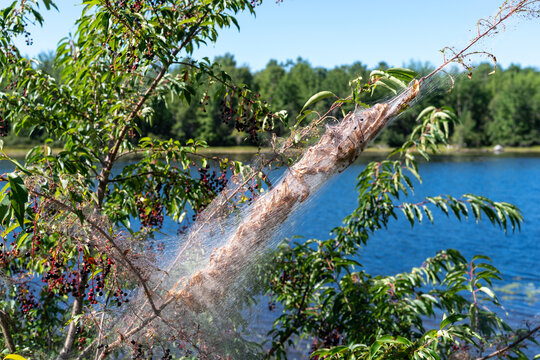 Tree limb covered with fall webworm caterpillar silken web with a lake in the background.