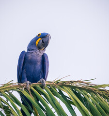 hyacinth macaw on the tree © Agata Carr
