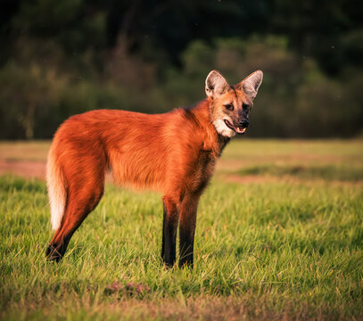 maned wolf in Pantanal, Brasil