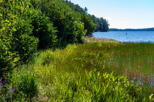 Overgrown shoreline at Toddy Pond in Orland Maine on a summer day.
