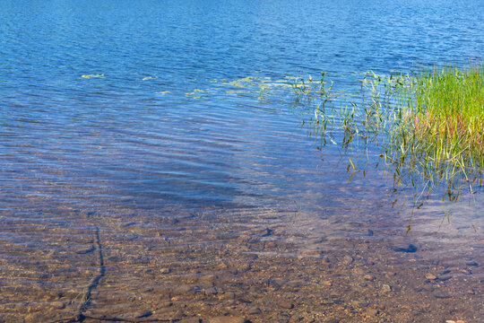 Shallow water with lily pads and grass growing in Maine.