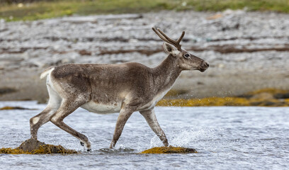 Woodland caribou, Eastern Canada.  © Brittany