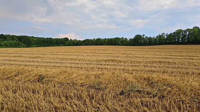 Calm rural panorama with golden harvested, crops and cut straw rows leading to distant green, tree line under bright blue sky with soft, daylight and seasonal warmth