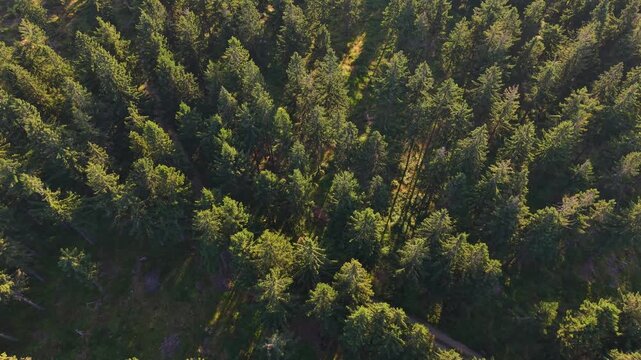 High altitude view of dense pine forest canopy with sunlit treetops casting long shadows, visible winding clearings, rich textures, and broad tranquil wilderness under changing light across vast