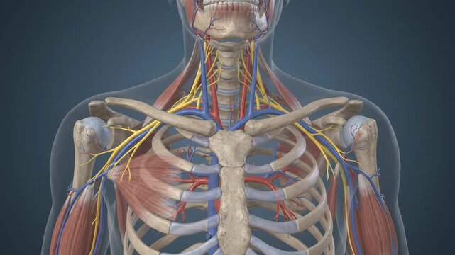 Thoracic Outlet Syndrome Showing Brachial Plexus Compression Near Clavicle for Healthcare Education