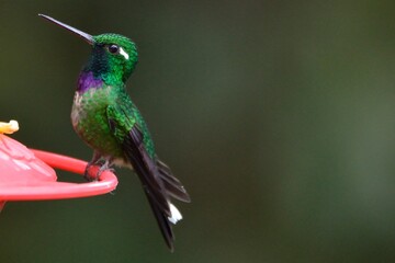 Male purple-bibbed whitetip hummingbird perched on a red artificial feeder, Bosque Nublado Santa Lucia, Ecuador © Christian