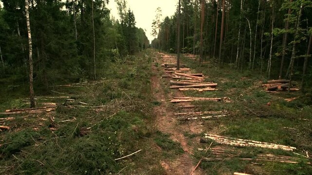 Forest destruction and felling of trees. Cutting trees. Clear-cut area in forest with fallen timber. Scene shows cleared section of forest with trees cut down and logs scattered along dirt path.