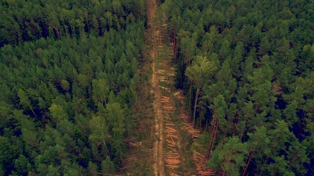 Forest destruction and felling of trees, aerial view. Cutting trees. Clear-cut area in forest with fallen timber. Scene shows cleared section of forest with trees cut down 
