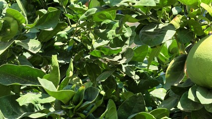 Green pomelo fruits growing among dense leaves on a citrus tree outdoors © Olshanetskaia