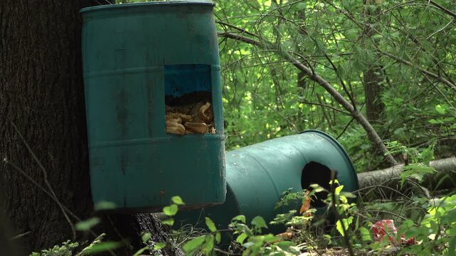 A close up of large blue plastic barrels filled with bread slices and corn. Placed deep inside a dense green summer forest used as hunting bait for black bears.
