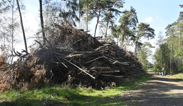 baumreste