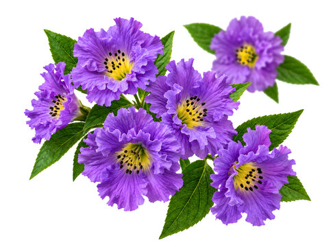Purple cockscomb flowers with green leaves on a black background isolated on white background