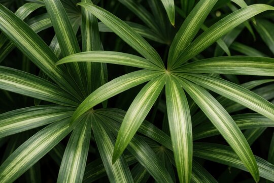 Close view of rhapis excelsa leaves, lady palm fronds show green and white stripes. Natural foliage pattern creates tropical plant background for design.