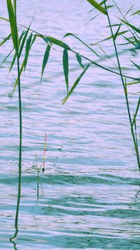Vertical fishing float bobbing and pulling left on calm lake water with green reeds