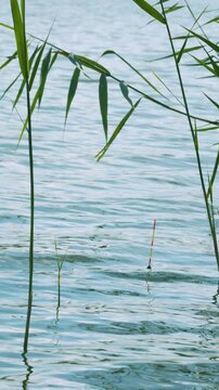 Vertical fishing float bobbing and pulling sideways on calm lake water with green reeds