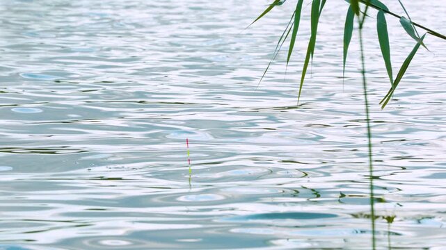 Fishing float dipping quickly into water during a fish bite