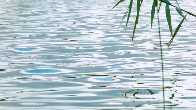 Fishing float floating on calm water surface with green reeds