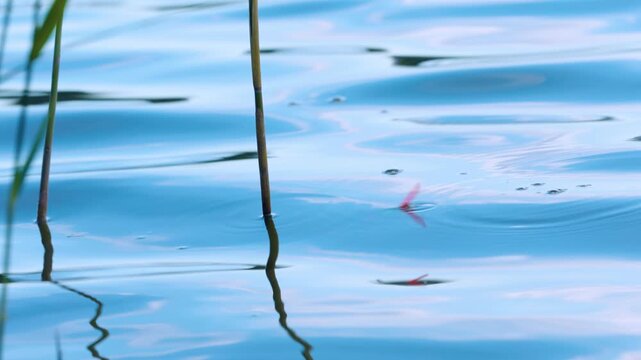 Fishing float casting into water, bobbing, dipping and striking during a fish bite