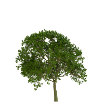 Honey Locust