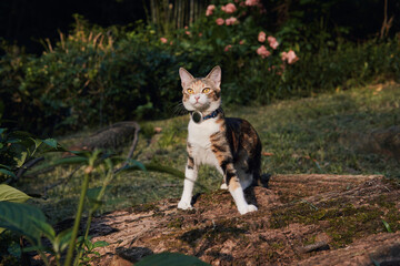 A calico cat with tabby markings stands on a moss-covered fallen log, wearing a collar with a round tag, looking at the camera in a leafy outdoor garden setting. © Nori