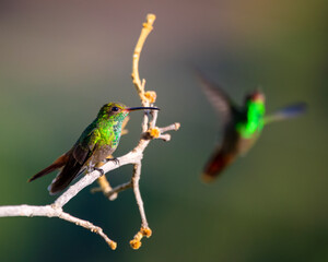 Hummingbird © Nick Hobgood