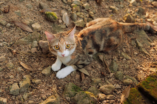 A calico cat with tabby markings and white paws lies crouched on a rocky, gravelly outdoor ground scattered with moss and dry leaves, gazing directly at the camera.