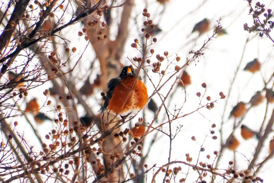 American robins in freezing temperatures puff up their inner feathers to create an insulating layer to maintain body temperature