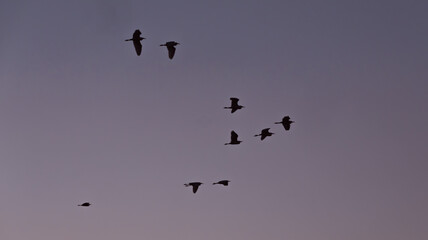 birds in the sky © Camilo Peláez