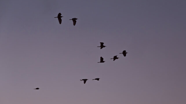 birds in the sky