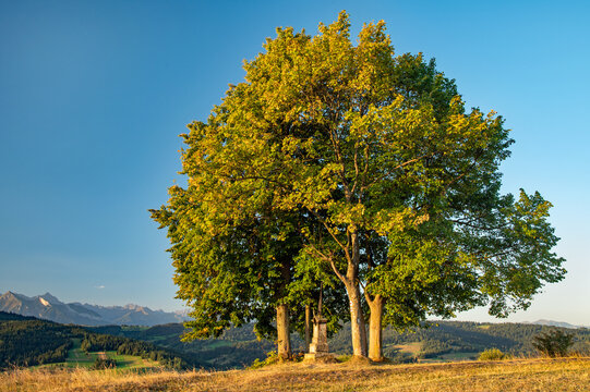 Kapliczka pod drzewami