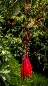 Bolivian fuchsia in cocora valley