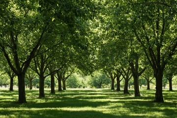 Obraz premium Sunlight filters through a canopy of mature trees lining a grassy path