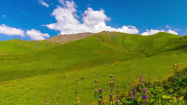 Timelapse shows free-range grass-fed cows on green slopes in Kyrgyzstan. Purple wildflowers in front. Clouds move over blue sky and rocky peaks.