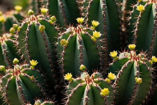 Green cactus plant with sharp thorns and small yellow flower buds. Succulent grows in desert nature, botanical garden detail. Macro view shows new floral life.
