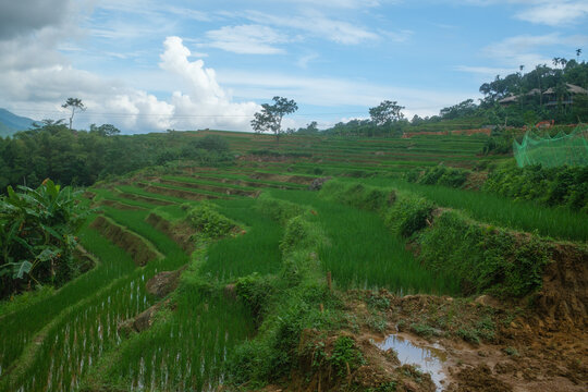 Lush Green Rice Terraces in Rural Vietnam