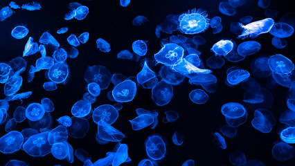 Multiple jellyfish lit up in pool © Matthew
