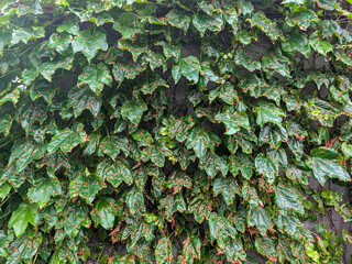 Dense Green Foliage with Spotted Weathered Leaves Creating an Organic Natural Background © NizuCaCi