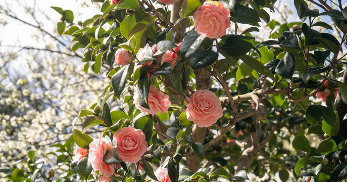 Close up of pink roses on a tree