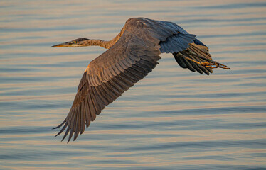 great blue heron in full flight  © Josh