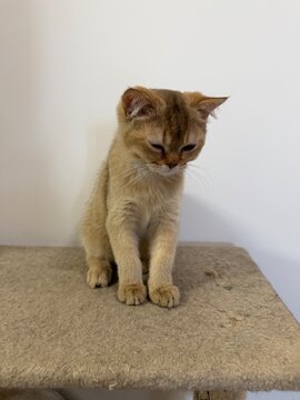 British Shorthair kitten lounging on scratching post platform inside bright contemporary living space.