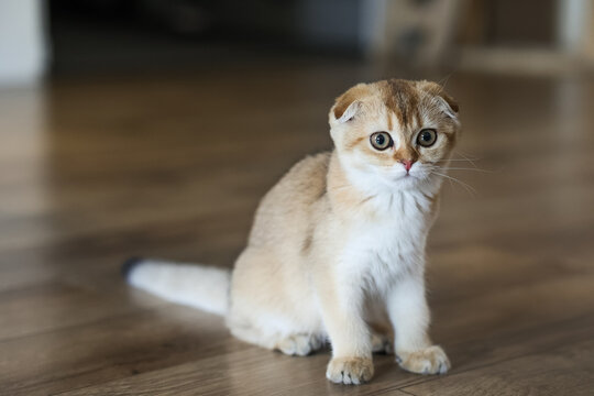 Relaxing Scottish Fold golden chinchilla kitten lying on wooden floor under warm sunlight inside modern apartment