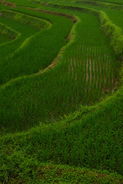 Curving Green Rice Terraces and Paddy Fields in Vietnam