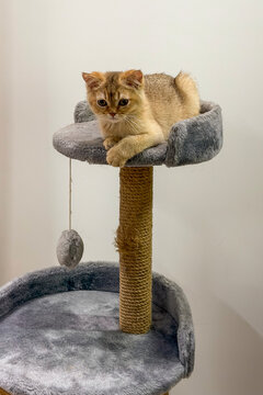 British Shorthair kitten enjoying elevated cat tree bed with curious look in comfortable apartment.