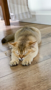 Calm British Shorthair golden chinchilla kitten stretching comfortably indoors creating peaceful pet lifestyle scene