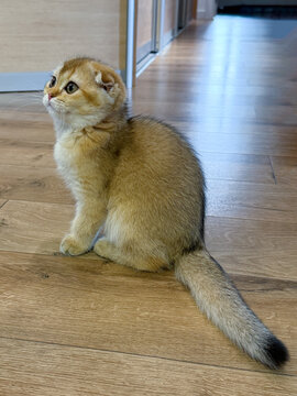 Lounging Scottish Fold golden chinchilla kitten stretching comfortably in bright home creating cozy pet lifestyle