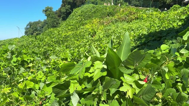 Lush green kudzu vine vegetation covering steep tropical hillside slope under blue sky. Georgia