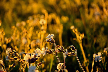 Lepnica biała, bniec łąkowy, (Silene latifolia), kwitnąca lepnica w promieniach zachodzącego słońca, flowers white campion bloom on a meadow, illuminated by the warm, golden light of a setting sun  © kateej