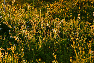 Lepnica biała, bniec łąkowy, (Silene latifolia), kwitnąca lepnica w promieniach zachodzącego słońca, flowers white campion bloom on a meadow, illuminated by the warm, golden light of a setting sun  © kateej