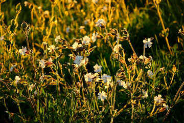 Lepnica biała, bniec łąkowy, (Silene latifolia), kwitnąca lepnica w promieniach zachodzącego słońca, flowers white campion bloom on a meadow, illuminated by the warm, golden light of a setting sun  © kateej