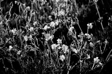 Lepnica biała, bniec łąkowy, (Silene latifolia), kwitnąca lepnica czarno-białe, White campion flowers blooming in the meadow, black and white.  © kateej